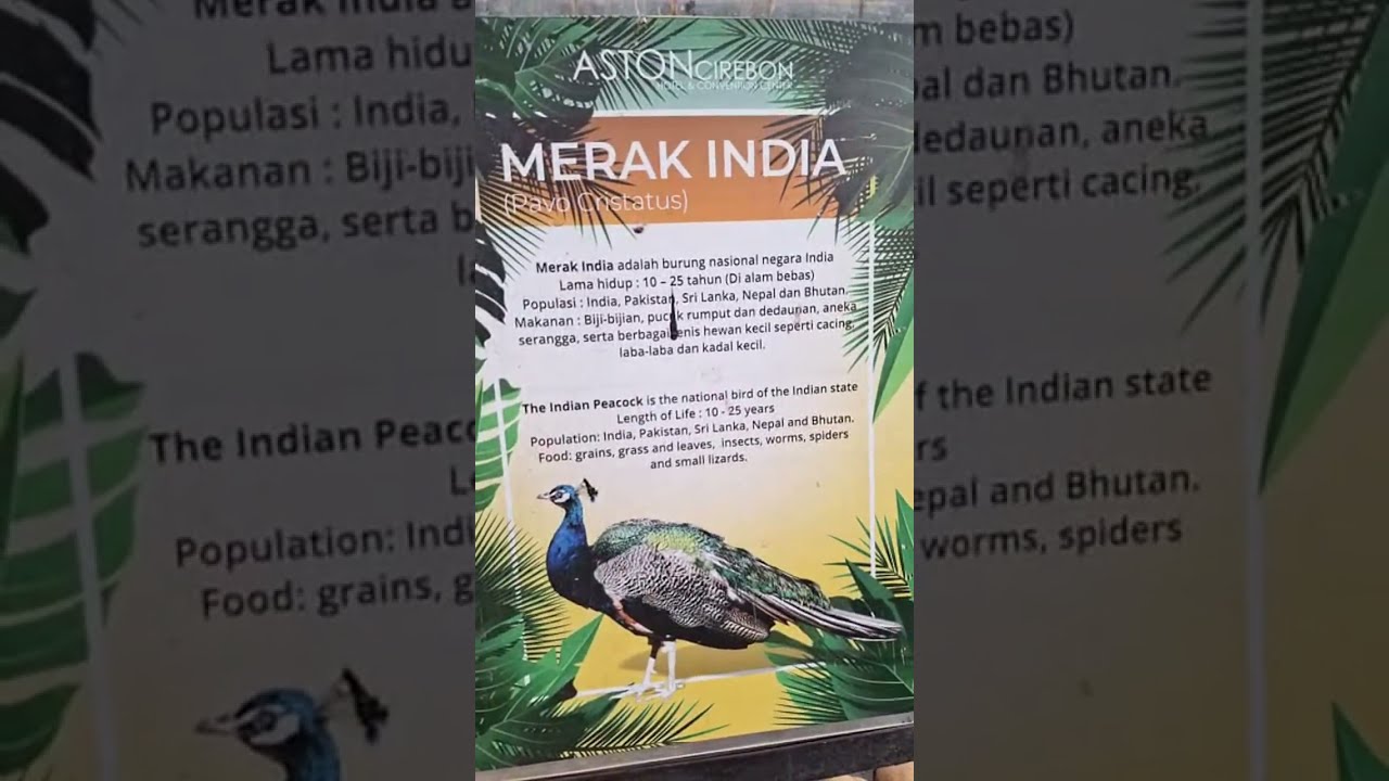 Temamin Aku Lihat Merak India - Mini Zoo
