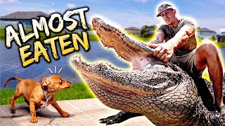 AGGRESSIVE ALLIGATOR In A NEIGHBORHOOD (Angry Karen Yells At Us) 12+ Footer