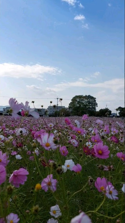Kebun bunga cosmos di Jepang #japantripNara #japanvlog #sasfamily