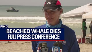 Beached whale died after stranding itself in Florida