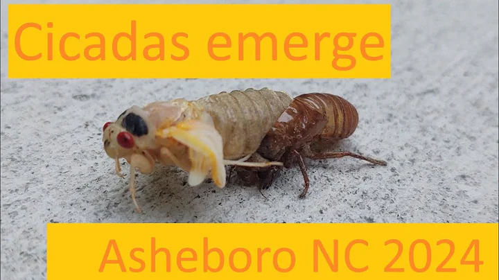 Cicadas emerge - DayDayNews
