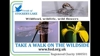Live from Stocker's Lake Heronry Webcam
