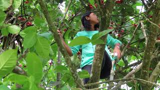 Cewek Imut panjat pohon jambu.....