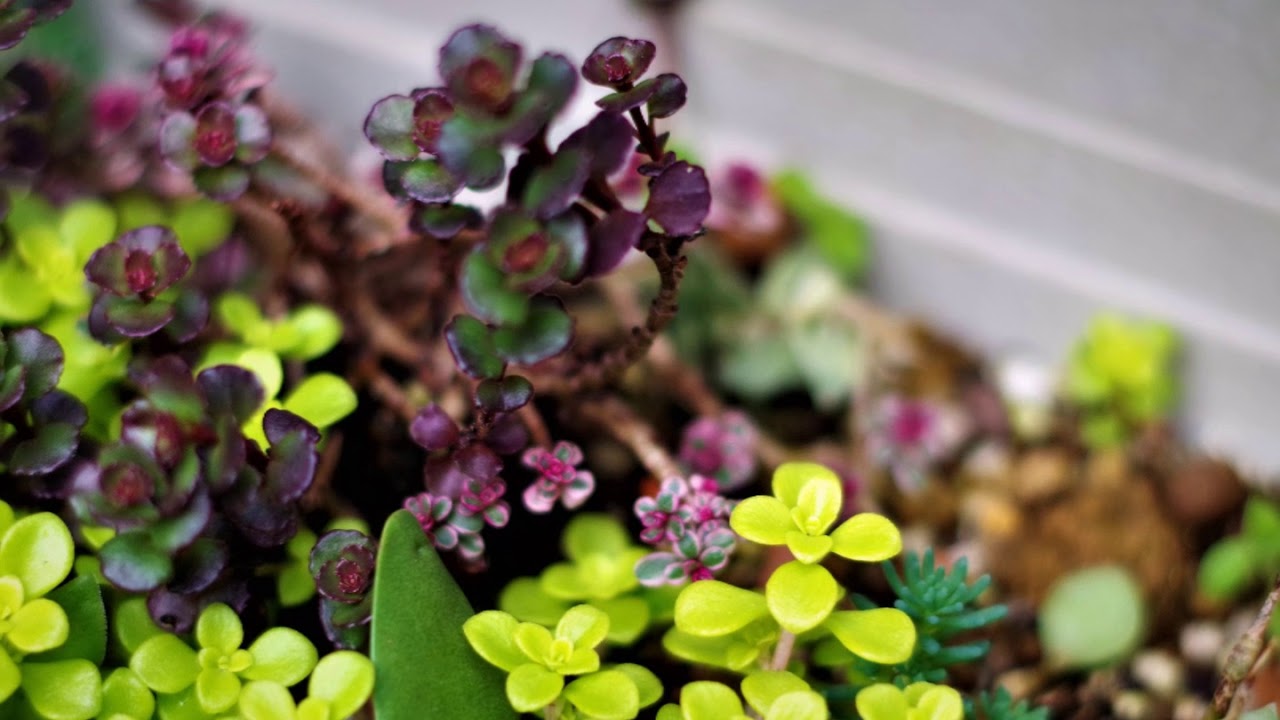 多肉植物Sedum「2018.3.18庭のセダム」Succulent Plants Japan