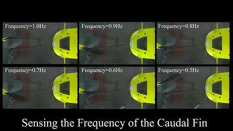 Artificial Lateral Line Based Local Sensing Between Two Adjacent Robotic Fish