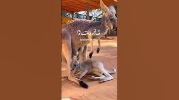«هذا خلق الله»#تلاوات_خاشعة #القارئ #اسلام_صبحي #قران_كريم #قرآن #راحة_نفسية #راحة #quran #لايك #