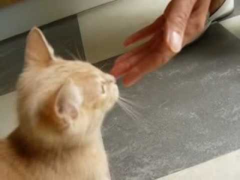 Video: Taal Van Katten: Vertaler Van Katachtige