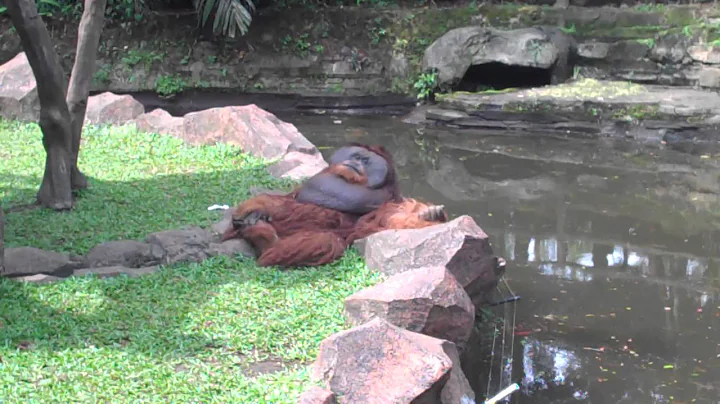 Armando Levinson - Irfan (as an orang) doing what ...