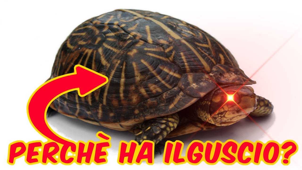 perché le TARTARUGHE hanno il GUSCIO? YouTube perché le TARTARUGHE hanno il GUSCIO? YouTube