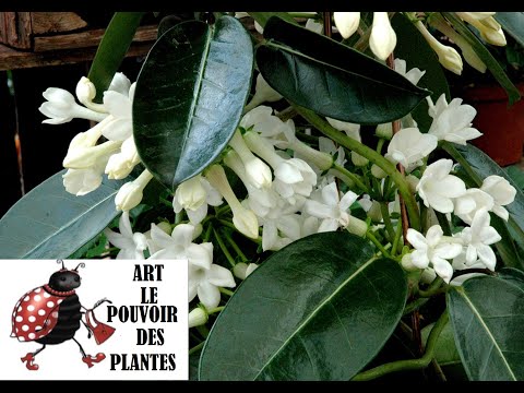 jardinage: Bouture de Stephanotis floribunda (jasmin de Madagascar) Plante verte d&rsquo;intérieur