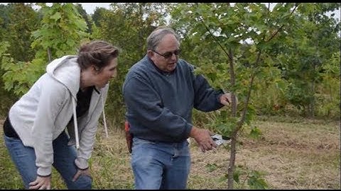 TGF Pruning Techniques For Deciduous Trees
