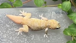 Incredible Gecko Speed in Slow Motion | 4 Mediterranean Geckos in Custom IKEA Terrarium #GeckoLife