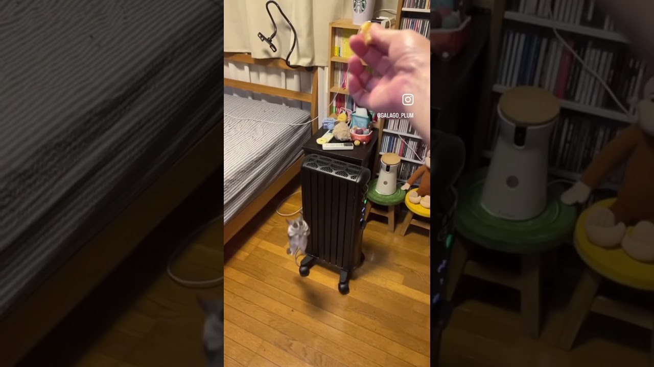 Bushbaby rocket jump😆🐒🐒💕 