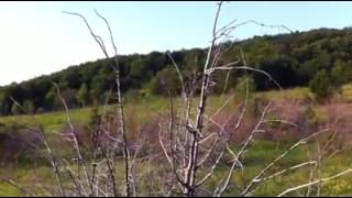 Gon Zeca ,Prcko U Akciji Zadavanja Muka,,Vinikk