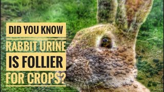 HOW TO USE RABBIT URINE AS FERTILIZER || Foliar for crops #farming #rabbit #fertilizer