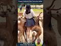 Funny Animal Clips from the Wild #shortvideo #animals #pets
