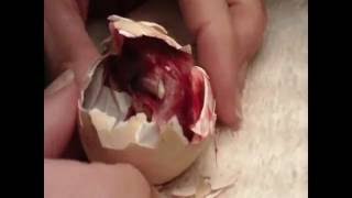 Shrink Wrapped Chick Rescue