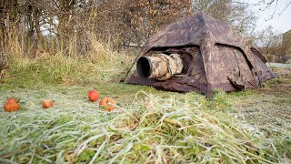 How to Photograph Fieldfares - Bird Photography from the Tragopan Hokki V2 Hide (Blind)