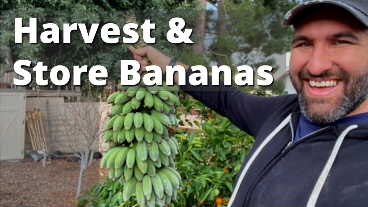 Ice Cream Banana Harvest!!! How to Harvest and Store Backyard Bananas