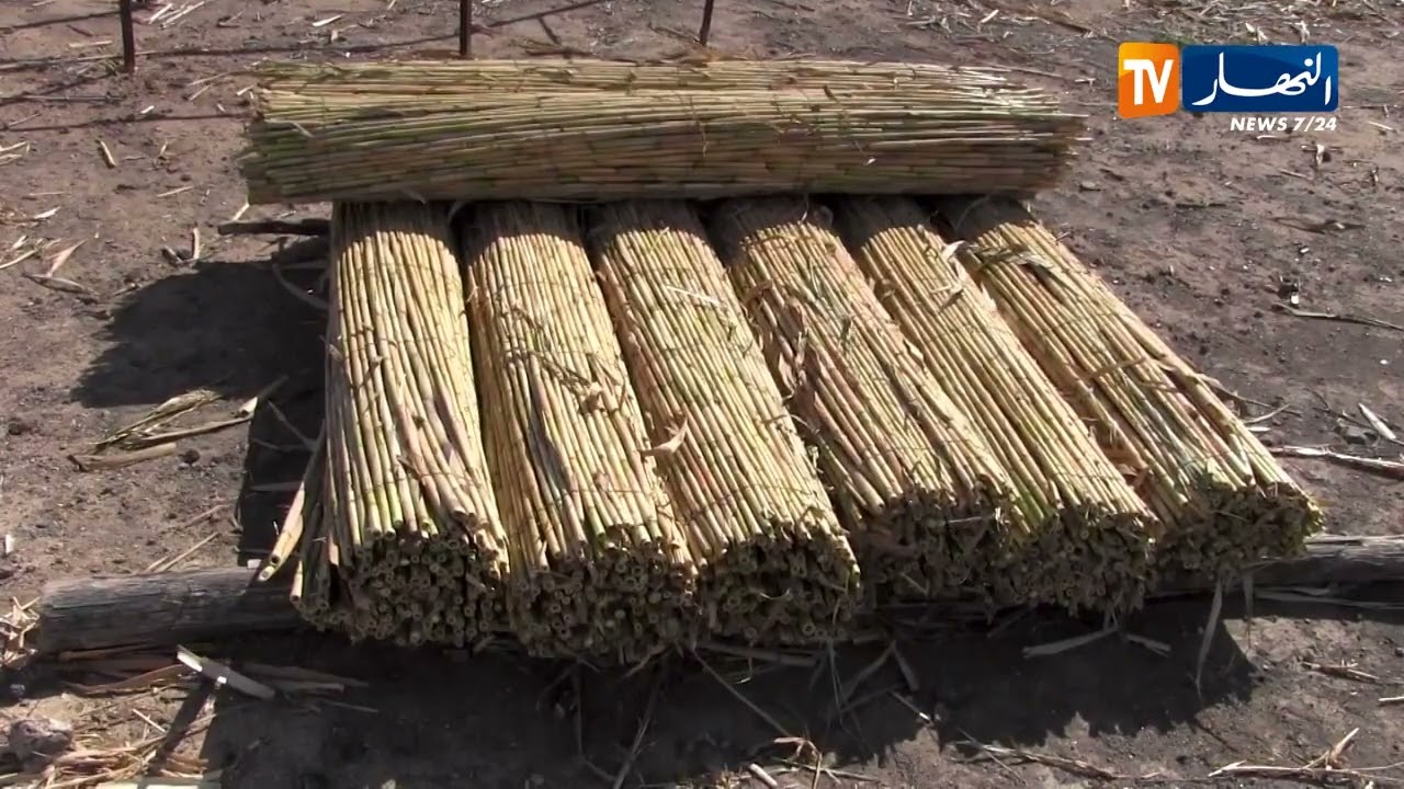 عين تموشنت: عمال القصب..   لقمة عيش تضمنها أنامل مجروحة