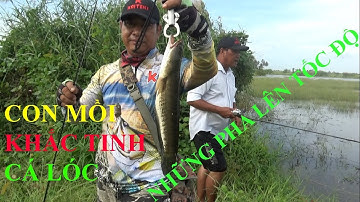 Câu cá lóc, chia sẽ cách câu cá lóc và con lure Frog Toon V4 khắc tinh cá lóc -  Pou Phung Fishing