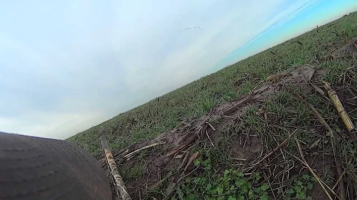Virginia Swan Hunt 2014