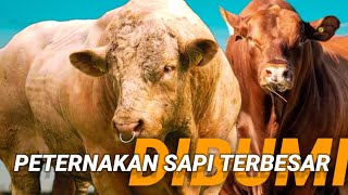 DAFTAR 10 PETERNAKAN TERBESAR DAN TERLUAS DIDUNIA JUGA SAPI BESAR DARI BANGLADESH