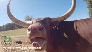 Welcome to Eudora Wildlife Safari Park