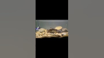 cá lóc nữ hoàng đã ghép cặp