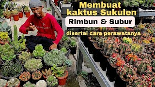 TIPS AGAR KAKTUS SUKULEN RIMBUN DAN SUBUR