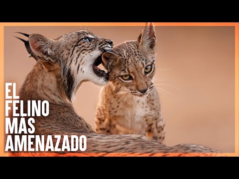 Vídeo: Lince espanhol: características da espécie