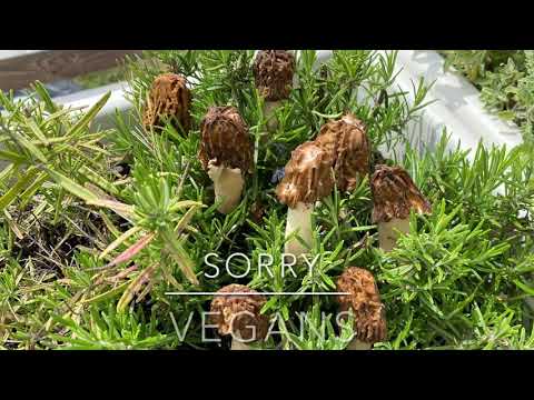 Video: Come Friggere I Funghi In Panna Acida