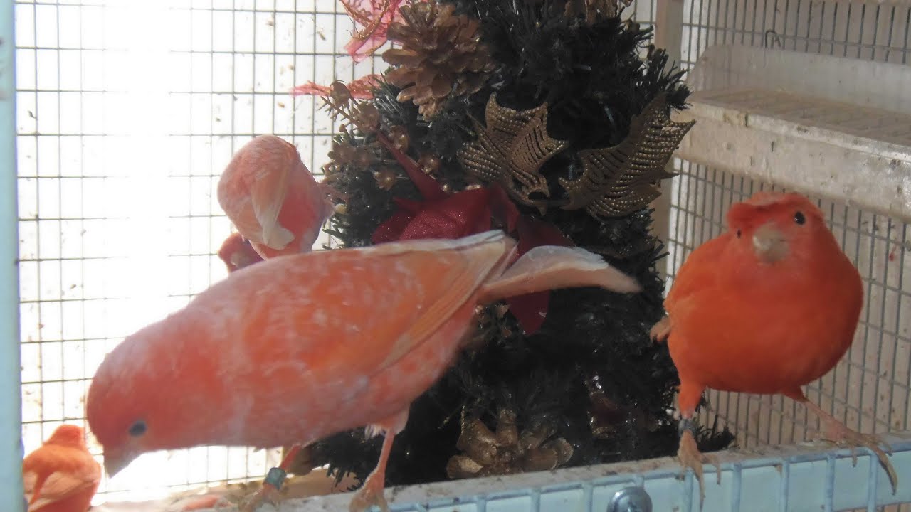 Τα αρσενικά καναρίνια προετοιμάζονται, τα θηλυκά σε ηρεμία κι οι καρδερίνες σε κλωβούς αναπαραγωγής