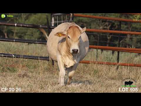 Lot 105 | CP 20-26 | Olifantsklip | Road to the Boran National Auction | 15 July 2023