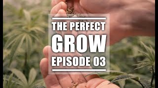 Picking The Perfect Seed From The Best Weed Strains | The Perfect Grow | EP3 screenshot 3