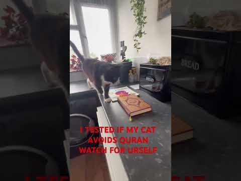 Cats Know Their Creator Subscribe Pl 