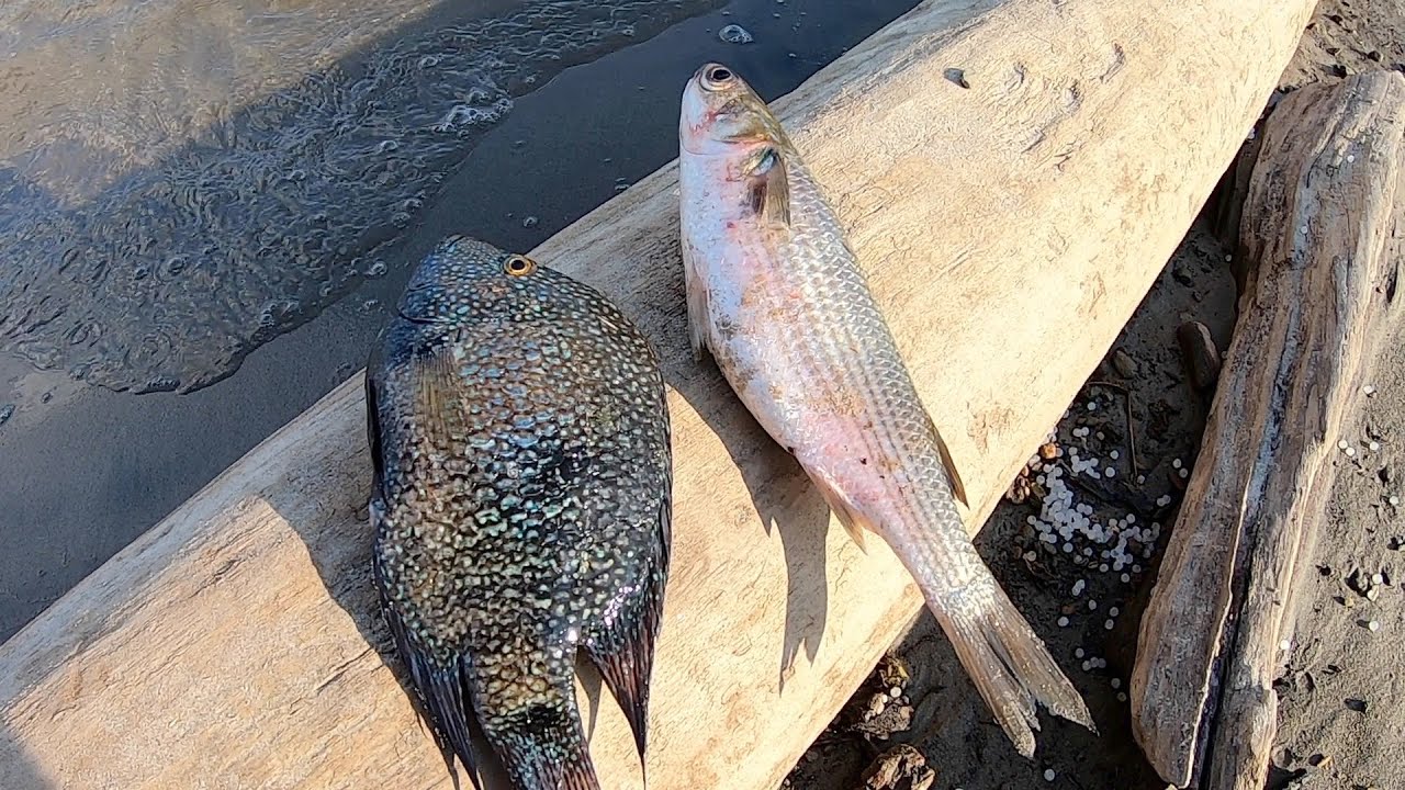 Fishing For Catfish, Mullet VS Cichlid YouTube