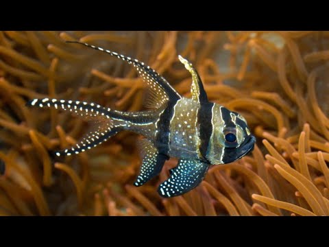 ძვლოვანი თევზები