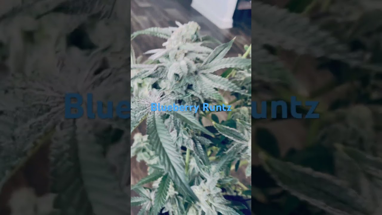 Blueberry Runtz -Day 60 - Chop Day 😁 