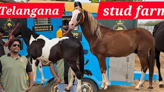 Telangana stud farm Hyderabad | marwadi horses for sale | baby horse available | army boxes for sale