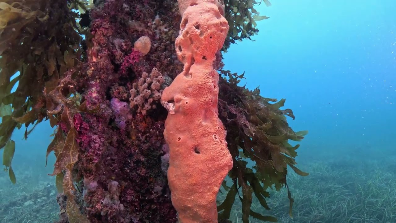 Rapid Bay Jetty Diving  -  Death of a Jetty