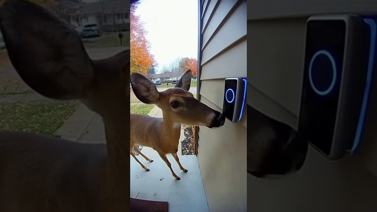 You Won’t Believe This Ring Doorbell Camera Footage of a Deer!