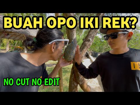 Ke Pantai Beto Elong Dikejutkan Dengan Penemuan Buah Misterius | DEWA GABUT TRIP BAWEAN part 6