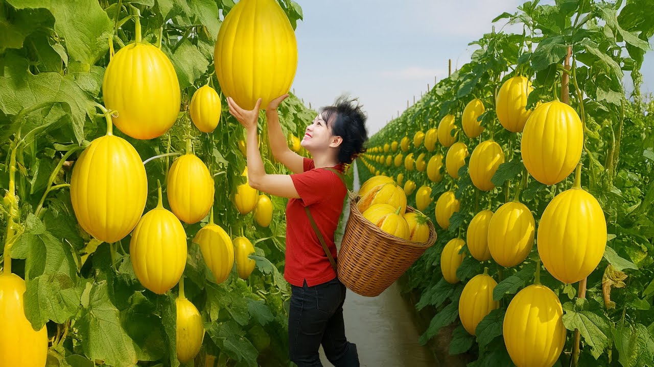 Massive Harvesting Tons of Korean Melons to Sell | What Makes A Special ? Luyến Harvest Life