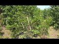 I'M YELLING TIMBER! Mulching A Field Of Gum Trees With The MTL XCT!