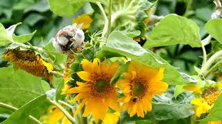 Fascinating Facts About Sunflowers | @factober #Documentary | #sunflowers #Facts #sunflower Update