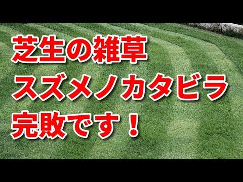 芝生の雑草 スズメノカタビラ 完敗です Youtube