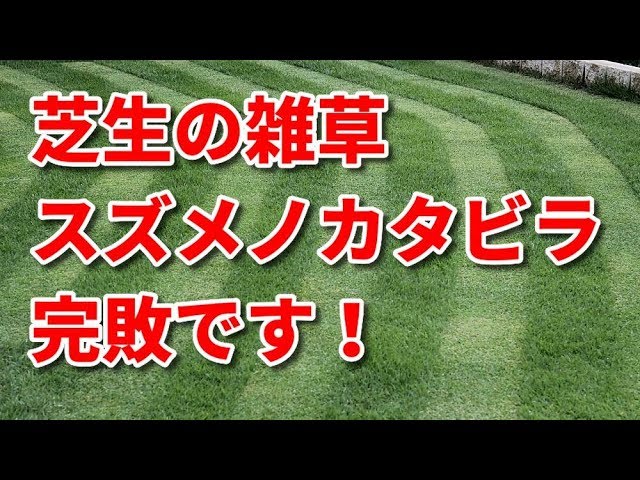 芝生の雑草 スズメノカタビラ 完敗です Youtube