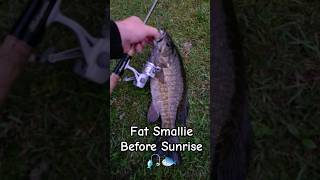 Fat Morning Smallmouth Bass @lyubakavideo