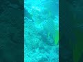 Dive, Coral, Sweetlips #scubadiving #scuba #divingindonesia #underwater #travel #nature #sea